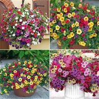 Các loại hoa dễ trồng nở quanh năm Các loại hoa dễ trồng nở quanh năm